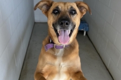 HEIDI, Lab mix, 4/5 years, Female, 45#