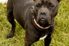 KANE-Bully Type-Male-Neutered-2.5yrs-58#-Black
