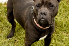 KANE-Bully Type-Male-Neutered-2.5yrs-58#-Black