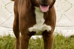 ROCCO-Labrador,Retriver Cross-3yrs-Neutered-Reddish Chocolate