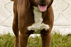 ROCCO-Labrador,Retriver Cross-3yrs-Neutered-Reddish Chocolate