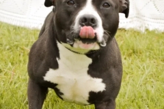 Apollo-Bully Type-2.8yrs-Male-Neutered-62.5#-Black and White