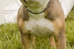 ARTEMIS-Bully Type-Female-Spayed-62.5#-Tan and Black