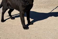 SABLE-Labrador-Female-Spayed-6yrs-63#-Black