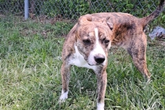 BEAR-Terrier Mix-Male-Neutered-8yrs-Brindle and white