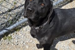 LOKI-Labrador-4yrs-Male-Neutered-63#-Black