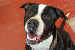 Jeff-Male-Bully Type