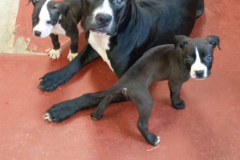 Casper,Kat,Wendy-Bully Type-Male,2 Females,8m/1y,2.5m