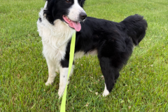 Panda-Male-Border Collie/ Australian Shepherd-5yrs-46.7#-Neutered