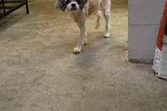 Lady-Shih tzu-Female-10+yrs