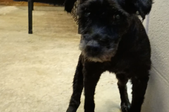 Tramp-Miniature Schnauzer-Male-10+yrs