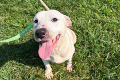 Spot-Male-Bully Type-1.5yrs