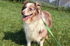 Walter-Male-Australian Shepherd-60#-Neutered