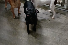 Larry,Curly-1 males, 1 female- Chihuahua-6m/1y