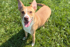 Scooby-Collie Mix-Male-3.8yrs-40#-Neutered