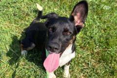 Mya-Female-German Shepherd Mix-9m-43#