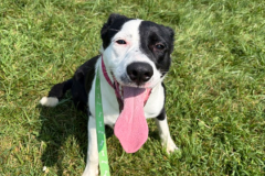 Harley-Female-Border Collie Mix