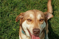Shiva-Female-Husky Mix