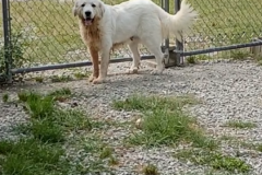 Georgia-Female-Great Pyrenees