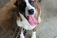 Callie-Female-Collie Mix