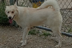 Foxy-Female-White Pomsky