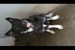 Echo-Male-German Shepherd-3.5yrs-80#