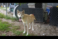 Kai-Male-Wolf Dog-Neutered