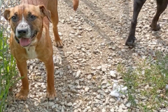 Ali-Female-Spayed