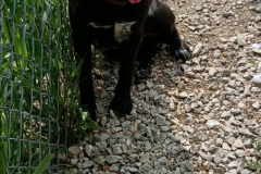 Laila-Female-6m-Spayed
