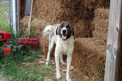 Rufus-Male-Cao de Gado Transmontano(guardian dog from Portugal-Rare)
