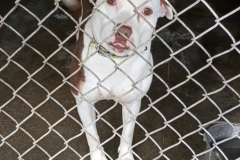 Hazel-Female-Bully Type Mix-Spayed