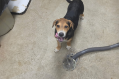 Bowie-Male-Beagle Mix-3/4m-33.9#