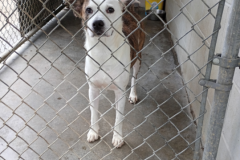 Duke-Male-Collie Mix-Neutered