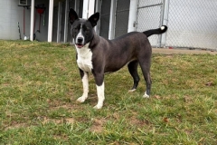 TINA-Bully-Type-3yrs-Female-Spayed-51.3