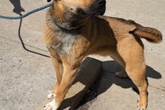 TOBY, German Shepherd X, 1 year, Male, Neutered, 47#, brown/white