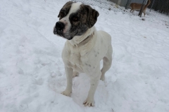 WENDY-Bully-Type-Labrador-Mix-4.5yrs-Female-55