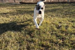 WENDY-Bully-Type-Labrador-Mix-68yrs-Female-Spayed-55