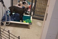 XENA, Bully Type, 3 months, Female, black/white