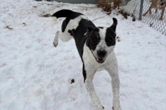 ZEUS-Bully-Type-3.1-yrs-Male-neutered-65#