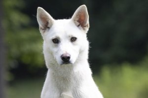 White River Humane Society (DOGS)