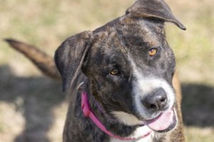 White River Humane Society (DOGS)