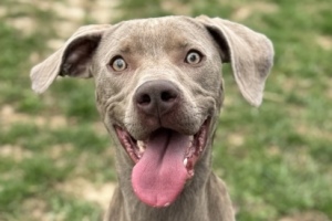 White River Humane Society