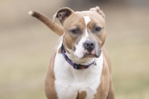 White River Humane Society (DOGS)