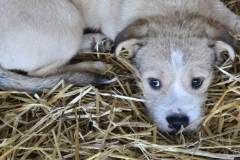 AVERY, Terrier Mix, 5 months, male, 27.2#, cream/white 