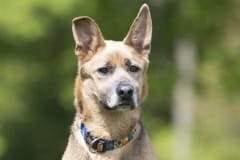 SAMPSON, Shepherd X, 3 years, 7 months, Male (neutered), 43#, black/tan