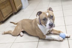 STELLA, Bully Type, 2 years, 8 months, female, 45#, brown/white