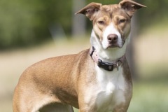 AURORA, Bully Type X, 1 year, female (spayed), 38.4#, red/white