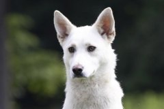 AUTUMN, Mixed Breed, 2 years, female (spayed), 31.4#, white