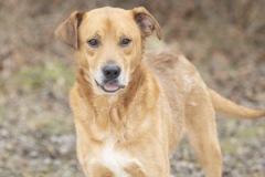 BUSTER, Hound Mix, 7 years, male (neutered), 50.1#, rust 