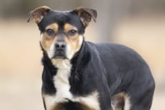 COLBY, Mixed Breed, 2 years, 6 months, male, 34#, black/tan/white